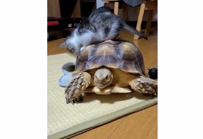 提供:にゃんこ亀さん