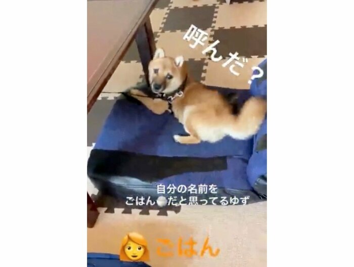 提供:ゆず*豆柴*さん