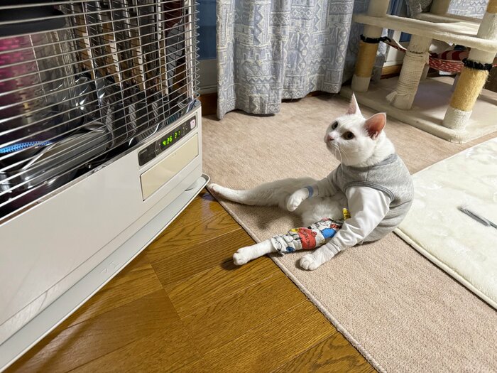 ストーブの前に座るリリーちゃん(提供:しんばぷーさん)