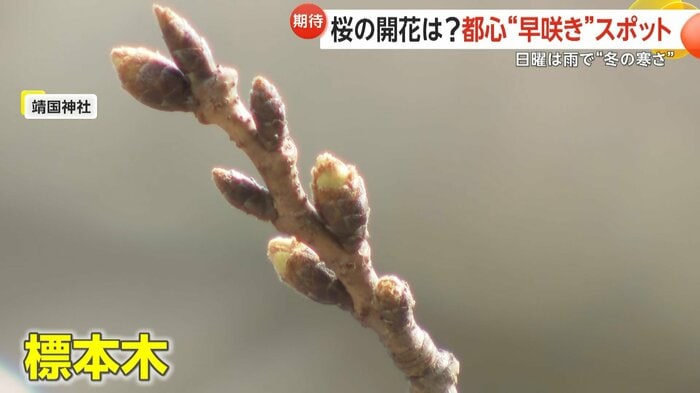 靖国神社の桜の標本木のつぼみ