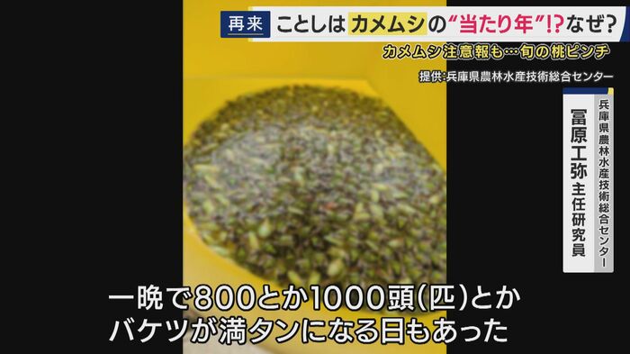 5月は平年より7～10倍多く発生