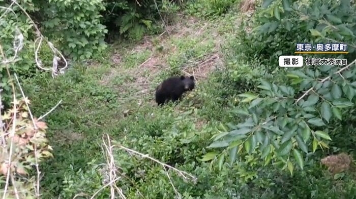 5月に東京・奥多摩町で撮影されたクマ