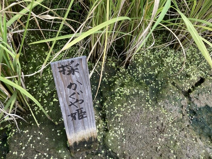 神明育種研究所の田んぼでは、品種登録時のかぐや姫の性質や形を目指して選抜中