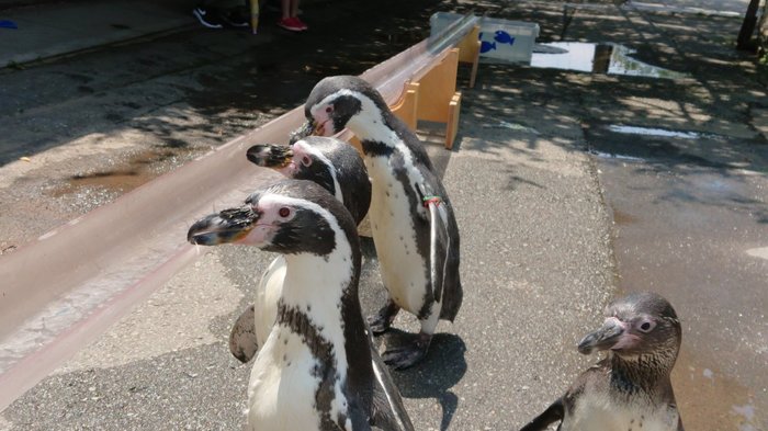 ペンギンにそうめんではなく「流しアジ」…“鈍臭い”子はいない? 動物園に聞いてみた