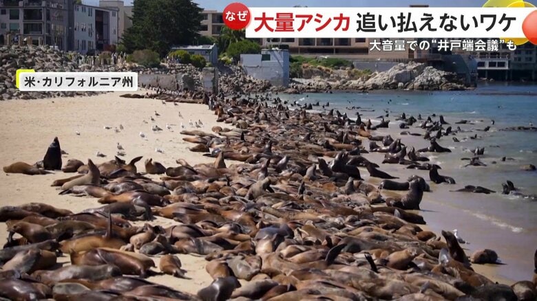 【なぜ】大量のアシカがビーチ占拠！？「信じられないほどうるさい」　アシカが逃げたら法律違反・人間は立ち入り禁止に　アメリカ・カリフォルニア｜FNNプライムオンライン