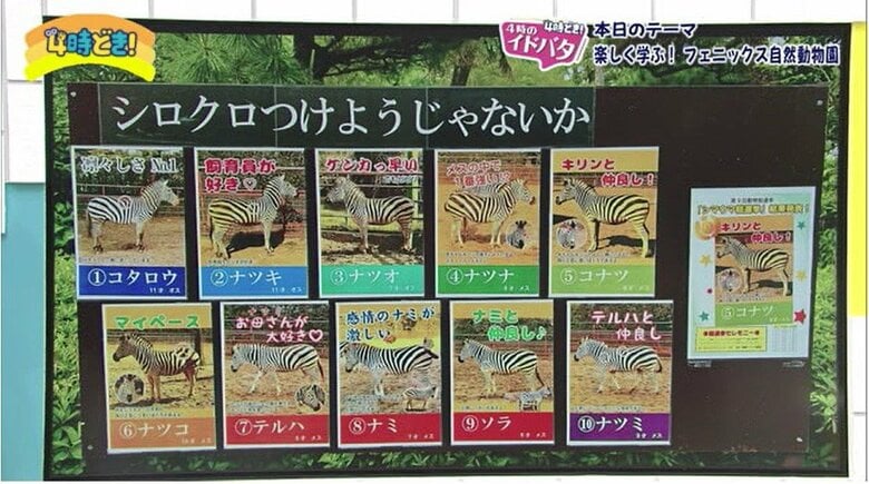 ゾウに乗れる　フラミンゴが空を飛ぶ 「シマウマ総選挙」って何？宮崎の動物園が面白い　年パスで通い詰める家族も｜FNNプライムオンライン