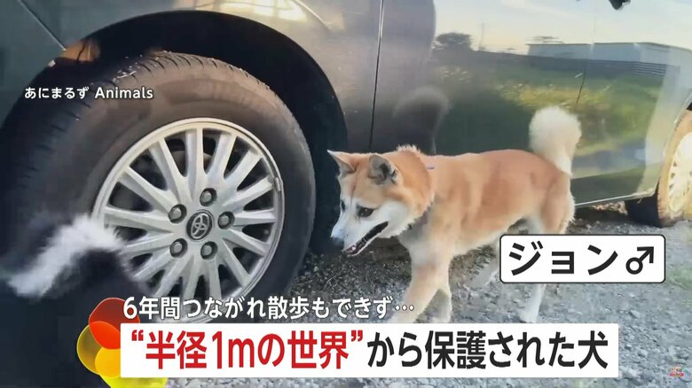 “半径1メートルの世界”で1人ぼっち…散歩もできず6年間縄につながれた犬が解放で見せた笑顔　飼い主が他界、施設入所で…｜FNNプライムオンライン