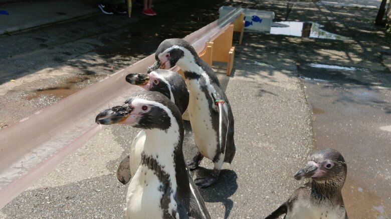 ペンギンにそうめんではなく「流しアジ」…“鈍臭い”子はいない？ 動物園に聞いてみた｜FNNプライムオンライン