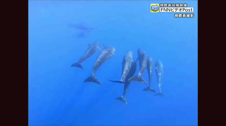 パラオ沖でオキゴンドウの群れを撮影！ クジラとイルカの違いは曖昧？専門家に聞いた｜FNNプライムオンライン