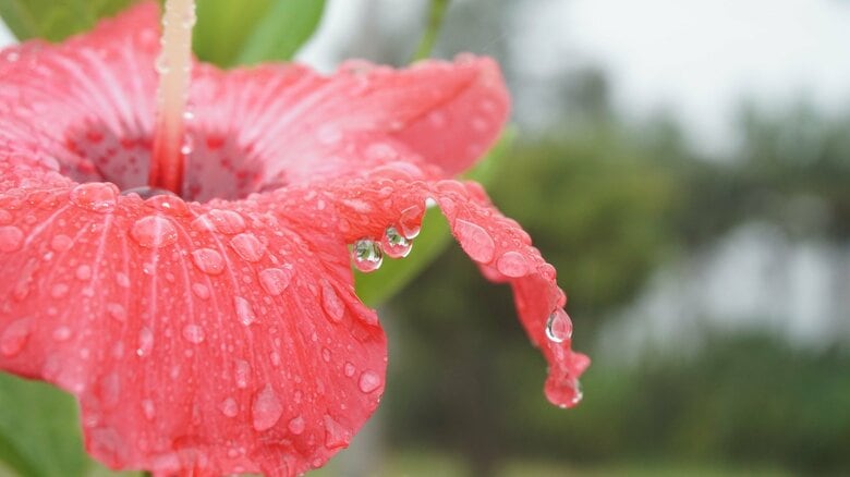 沖縄がやっと梅雨入り「ヒマラヤ山脈が無かったら、日本に梅雨は無かった」　梅雨は「地球規模の気象現象」｜FNNプライムオンライン