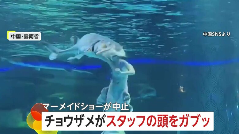 【仰天】チョウザメがスタッフの頭を“ガブリ”　中国の水族館でショーの最中に悲鳴響く…普段はおとなしい性格で「エサくれると勘違いしたか」　｜FNNプライムオンライン