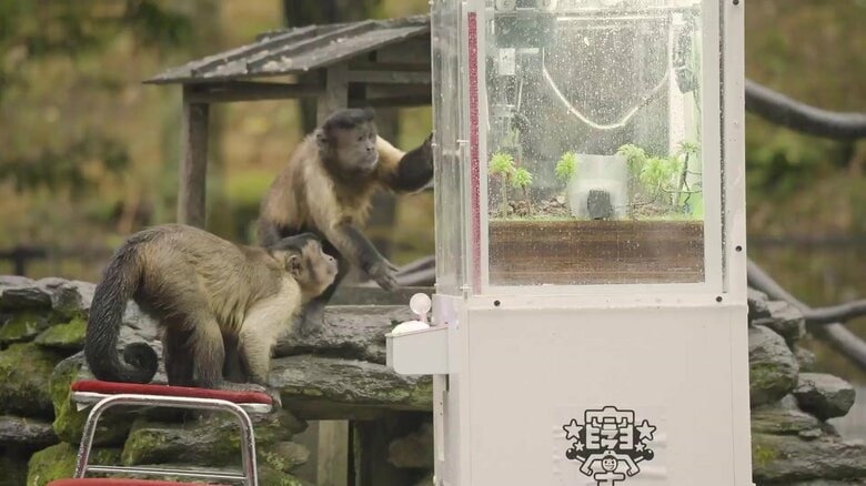 サルもクレーンゲームで遊べる? 園内にゲーム機を置いた検証動画が興味深い…結果にスタッフもびっくり｜FNNプライムオンライン