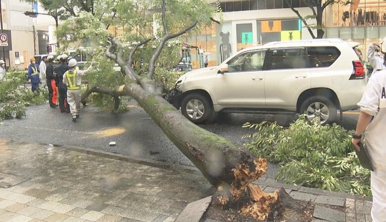 名古屋で次々伐採の「街路樹」　空洞にかかり枝も…かつての街の潤いが“邪魔物”に　一斉植樹から約40年｜FNNプライムオンライン