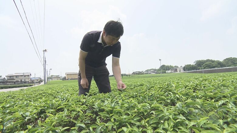 「0%だったのが10％→25%となると…」“トランプ関税”で抹茶の輸出業者から悲鳴 米国が世界的なブームを牽引｜FNNプライムオンライン