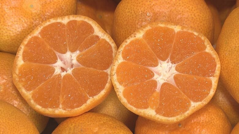 全国3位の生産量・県産のハウスみかん初競り　最高値は1玉6000円　糖度が高くよい出来に　大分｜FNNプライムオンライン