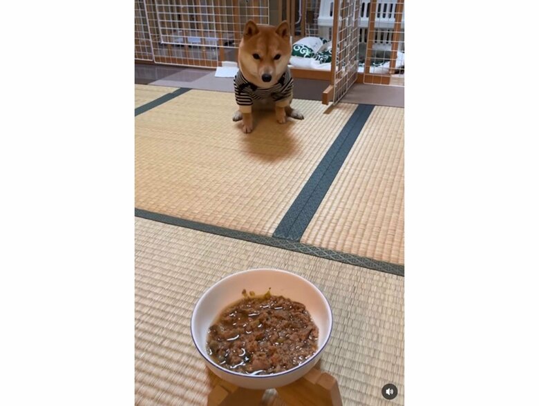 提供:豆柴 えだまめくんさん