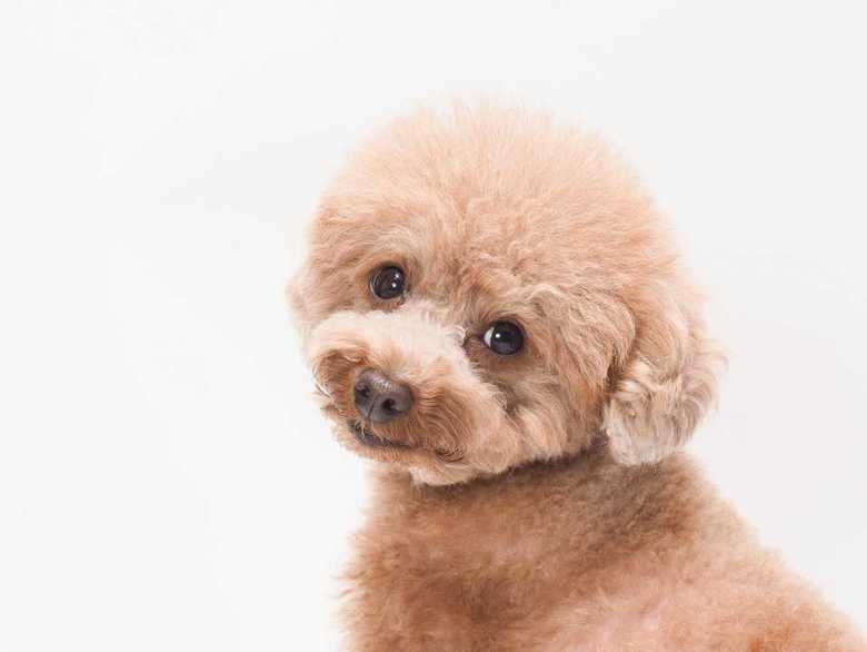 犬は飼い主を家族と認識していて人間の大事なパートナーだ