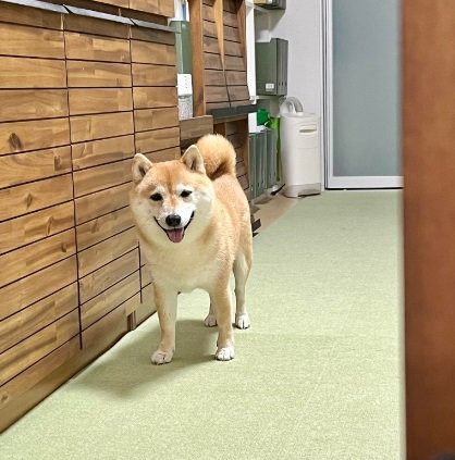 こちらは別の日のこじろうくん。やはり遊びのお誘い中は笑顔に…