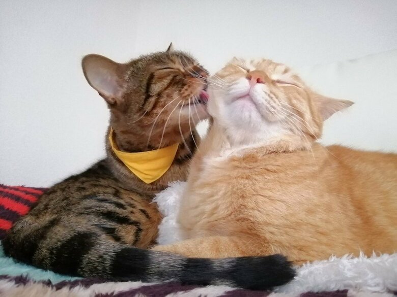 左：ももちゃん　右：ちよちゃん