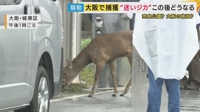 シカ