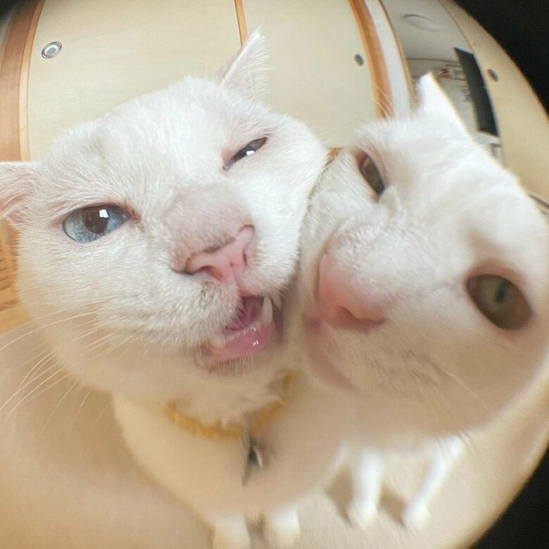 ぴったりくっついて仲良し