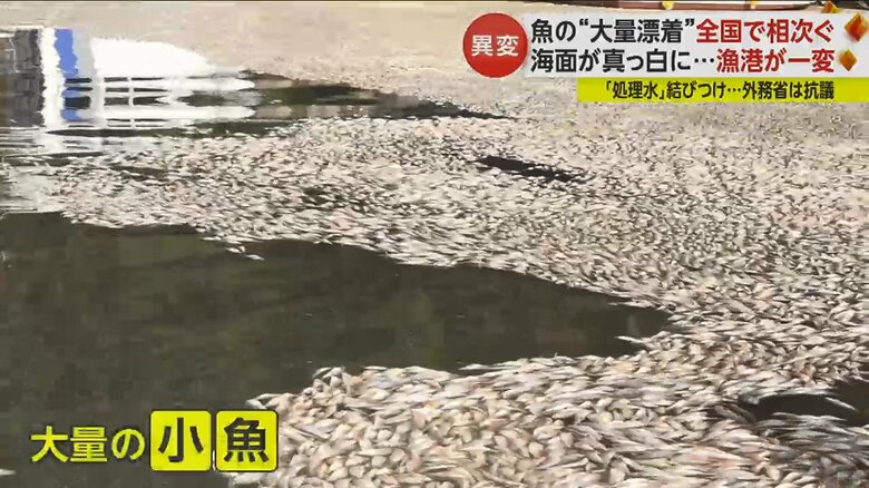 大量に打ち上がったカタボシイワシ