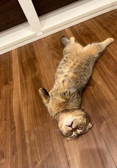 こちらもバテ中…