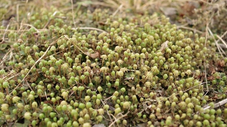 高山さんが「踊っているように見えた」というコケの写真