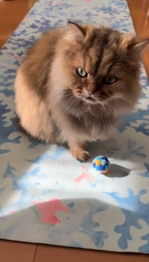 ボールで足止めしつつ…（提供：ひなたさん）