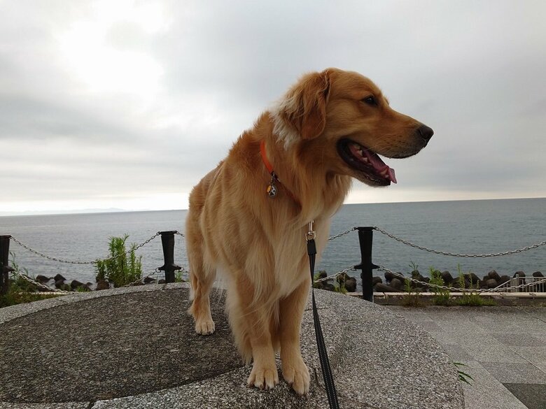 雨が降る前に散歩