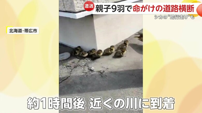 約1時間後、無事に近くの川へたどり着いたカルガモ親子