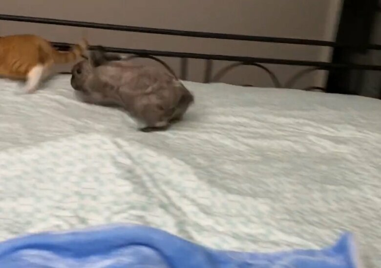 アルバートくんは追い出されてしまう（提供：和泉ユタカさん）