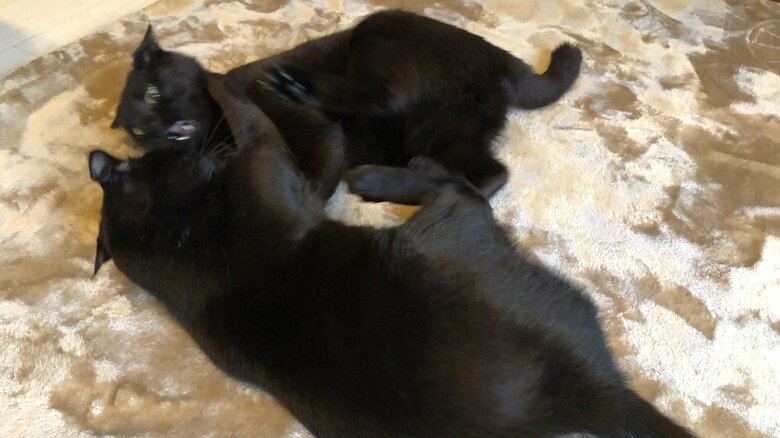 毎日じゃれてけんかしている