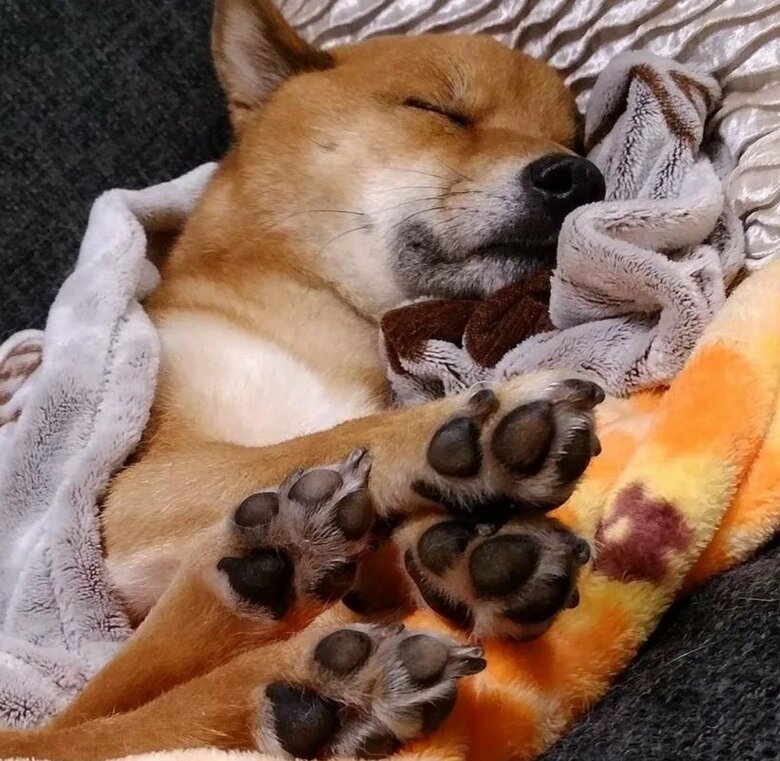 お休み中の様子。肉球が愛らしい