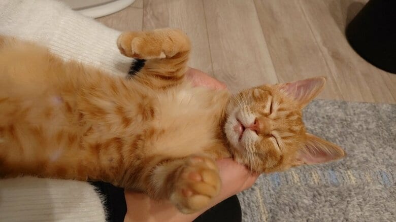 膝の上でも仰向けで寝ます