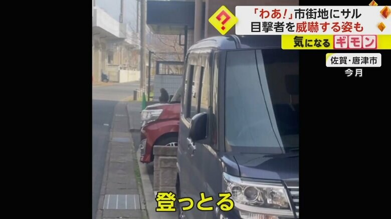 車の上にのぼる市街地に現れたサル
