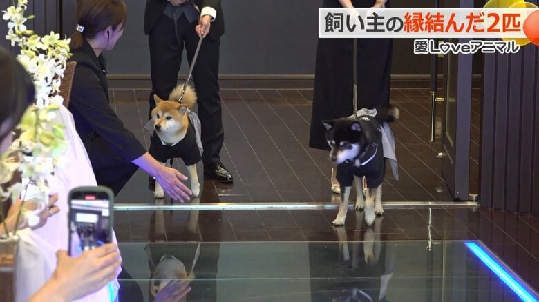 指輪を運ぶ“リングボーイ”を務めた柴犬の「との」と「こてつ」