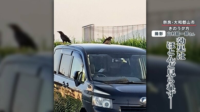 動物よけのマットをもろともせず車に乗っかるカラスたち