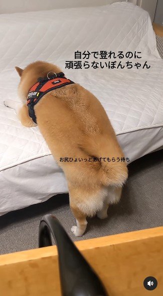 提供：natsumi.nnnさん