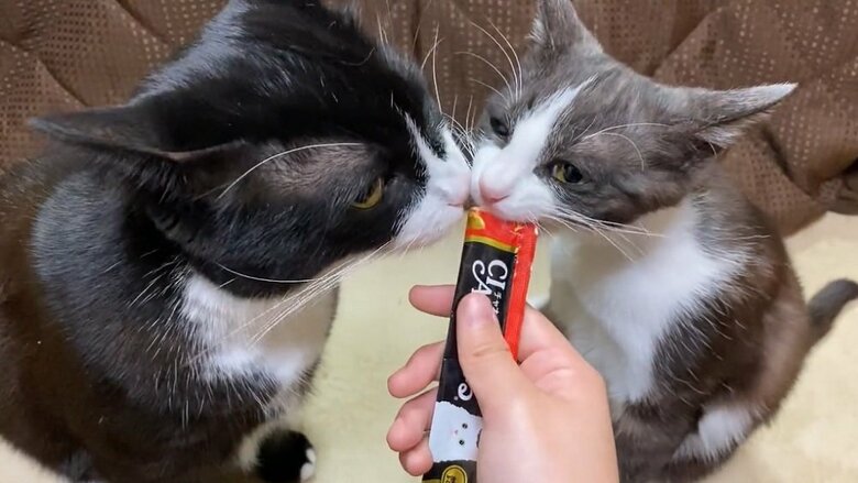 凛くんと空くん仲良くおやつをペロペロ