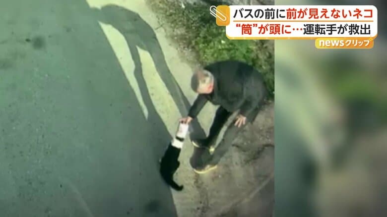 バスの前でふらふらと歩いていたネコ