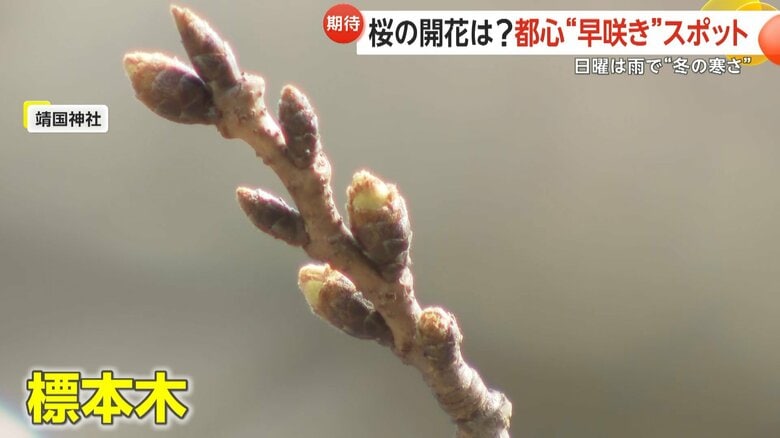 靖国神社の桜の標本木のつぼみ