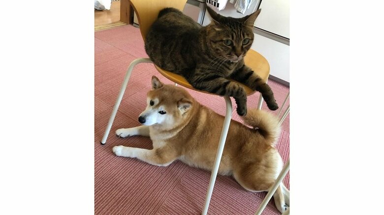 上：モモちゃん　下：ここちゃん