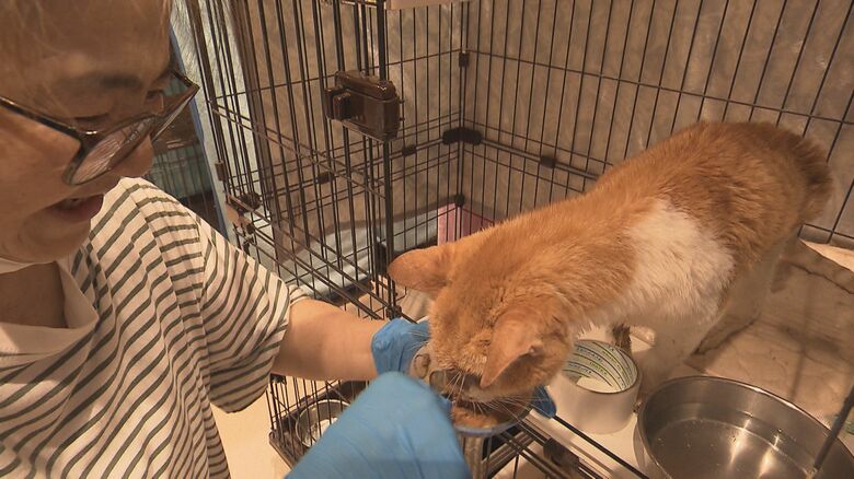 さまざまな事情で保護される猫たち