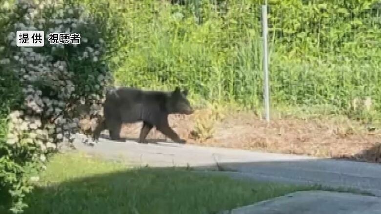道路を歩くクマ