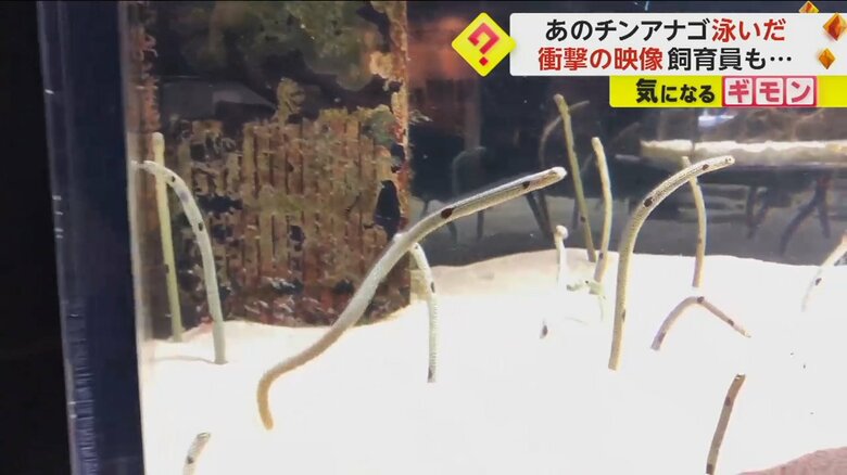 体をくねくねと動かすチンアナゴ（京都水族館）