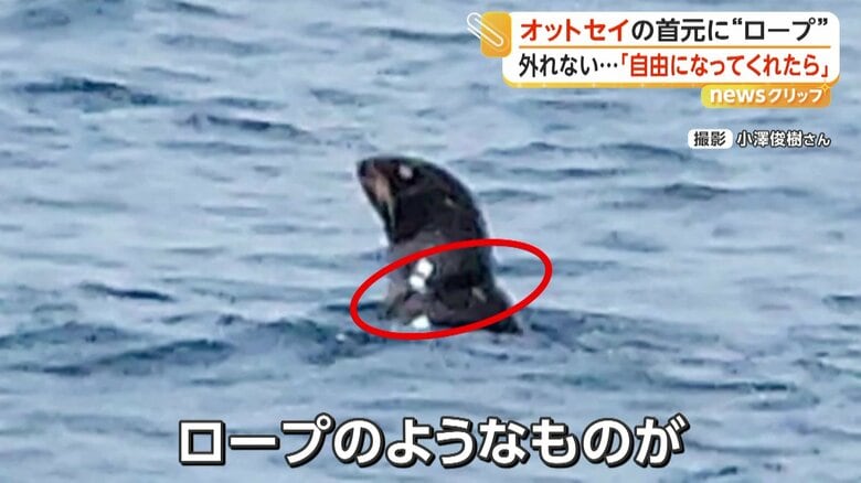 オットセイの肌に食い込むロープのような何か
