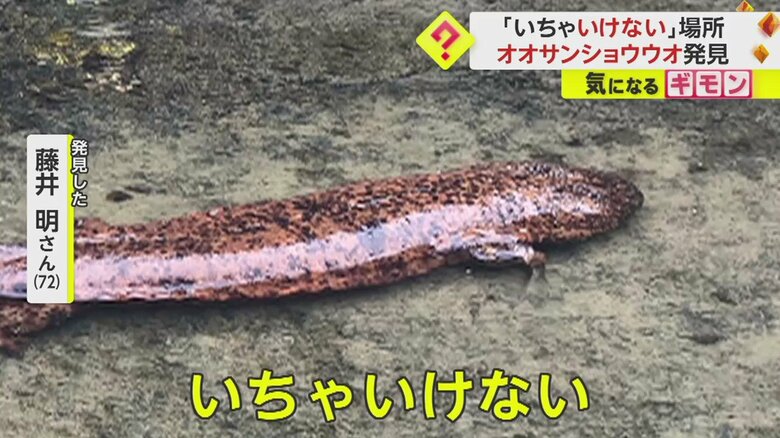 発見した藤井明さん（72）は、その場所は本来オオサンショウウオが「いちゃいけない場所」だと語った