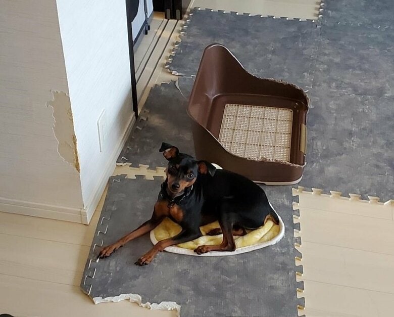 床はボロボロ、トイレはゲジゲジ、壁もはがれている