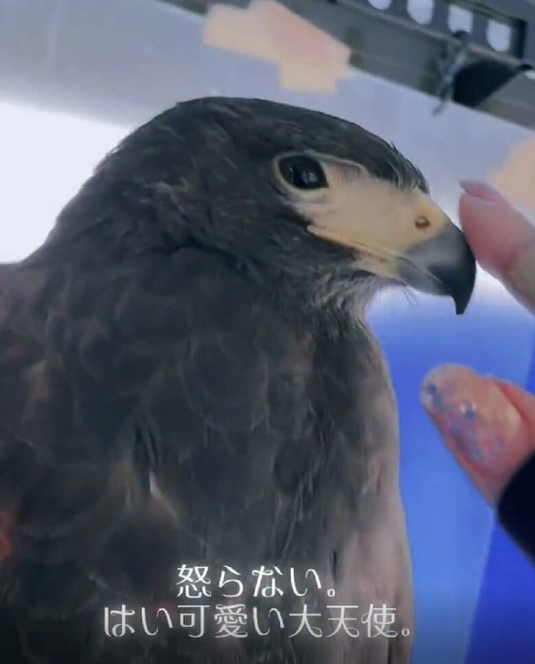 何度タップしても怒らない